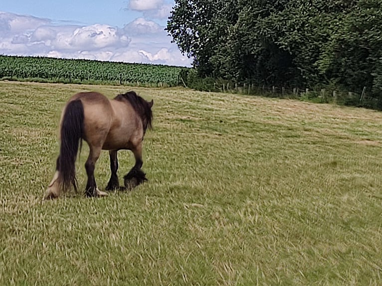 Cob Irlandese / Tinker / Gypsy Vanner Giumenta 6 Anni 143 cm Pelle di daino in Erkelenz