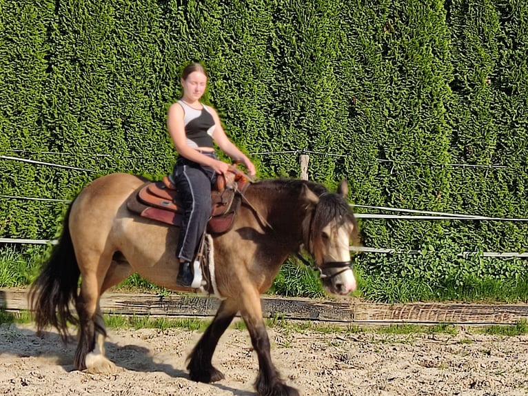 Cob Irlandese / Tinker / Gypsy Vanner Giumenta 6 Anni 143 cm Pelle di daino in Erkelenz