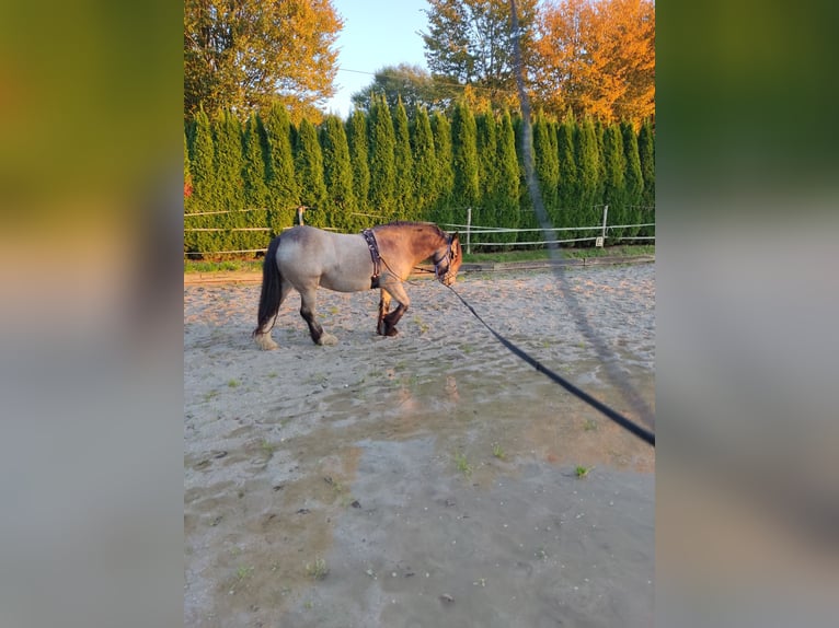 Cob Irlandese / Tinker / Gypsy Vanner Giumenta 6 Anni 143 cm Pelle di daino in Erkelenz