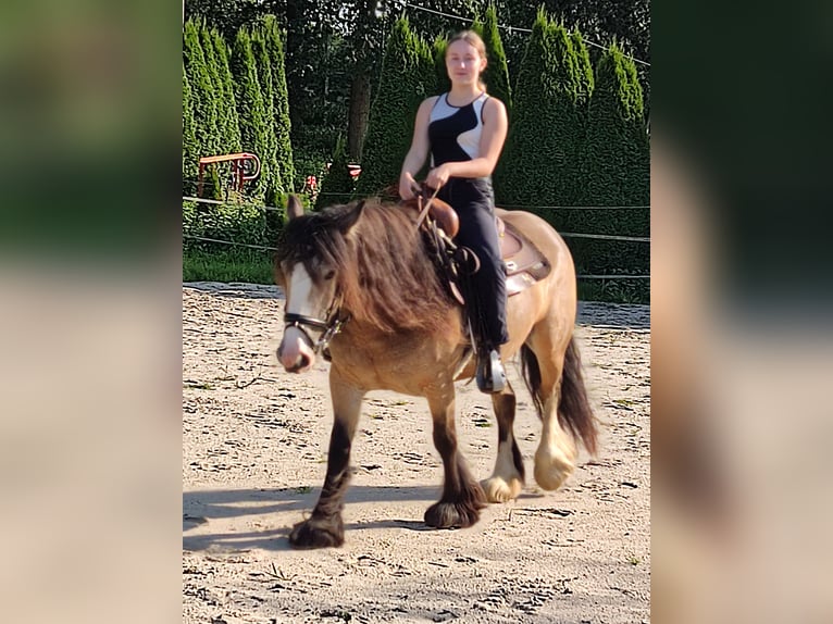 Cob Irlandese / Tinker / Gypsy Vanner Giumenta 6 Anni 143 cm Pelle di daino in Erkelenz