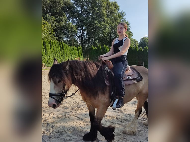 Cob Irlandese / Tinker / Gypsy Vanner Giumenta 6 Anni 143 cm Pelle di daino in Erkelenz