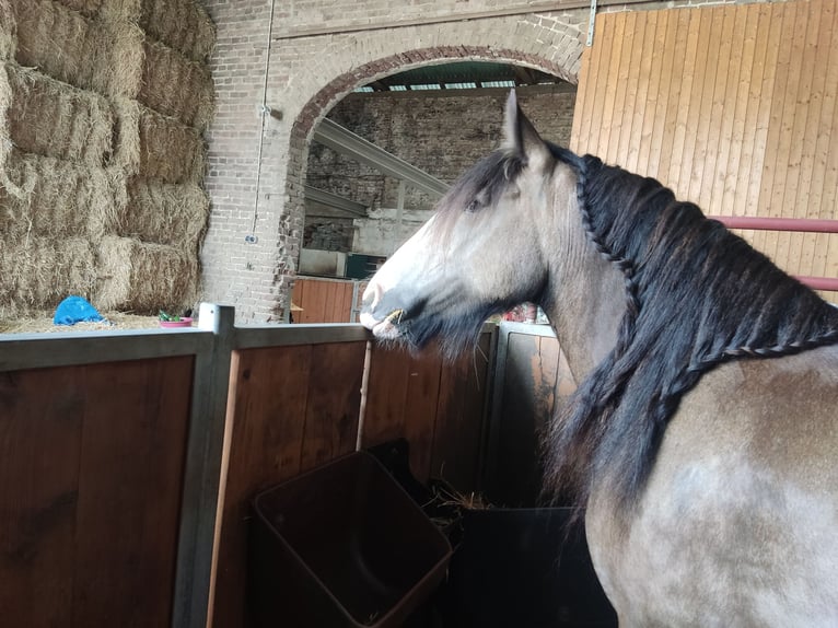 Cob Irlandese / Tinker / Gypsy Vanner Giumenta 6 Anni 143 cm Pelle di daino in Erkelenz