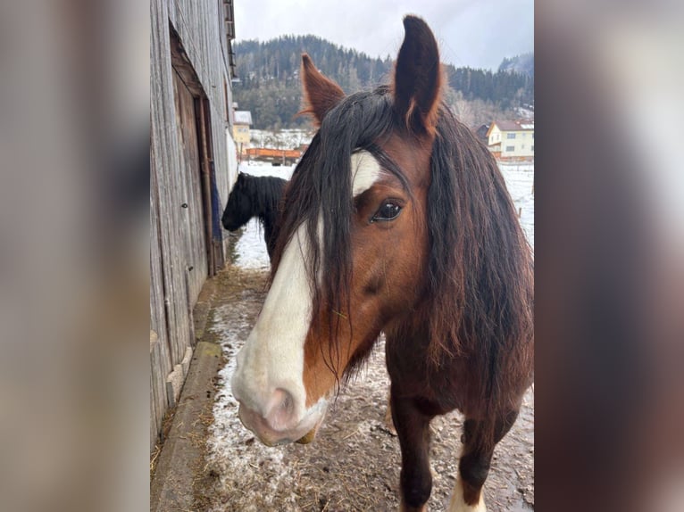 Cob Irlandese / Tinker / Gypsy Vanner Giumenta 6 Anni 145 cm Baio in Kapfenberg