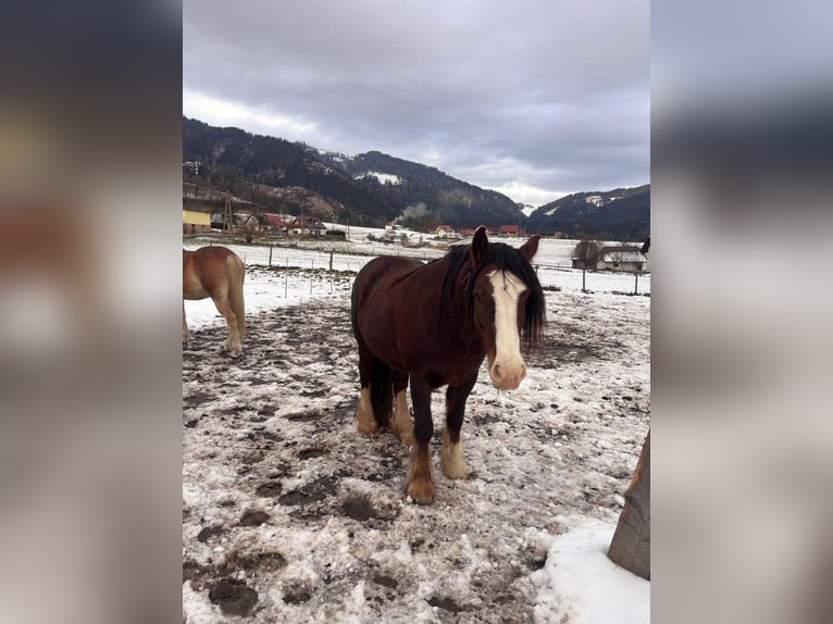 Cob Irlandese / Tinker / Gypsy Vanner Giumenta 6 Anni 145 cm Baio in Kapfenberg