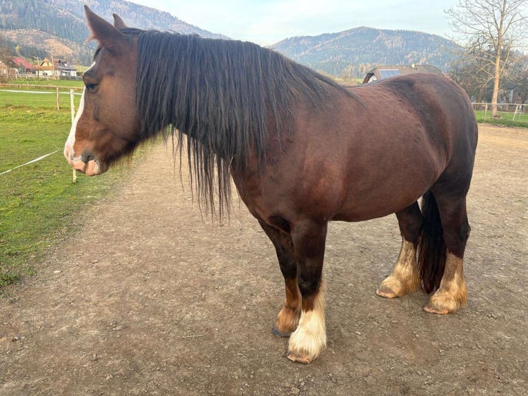 Cob Irlandese / Tinker / Gypsy Vanner Giumenta 6 Anni 145 cm Baio in Kapfenberg