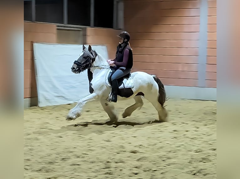 Cob Irlandese / Tinker / Gypsy Vanner Giumenta 6 Anni 145 cm in Lage