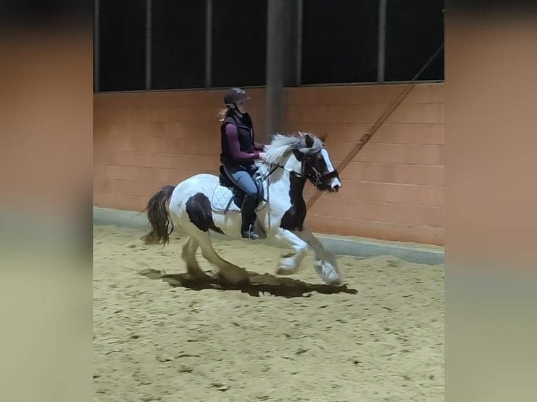 Cob Irlandese / Tinker / Gypsy Vanner Giumenta 6 Anni 145 cm Pezzato in Lage