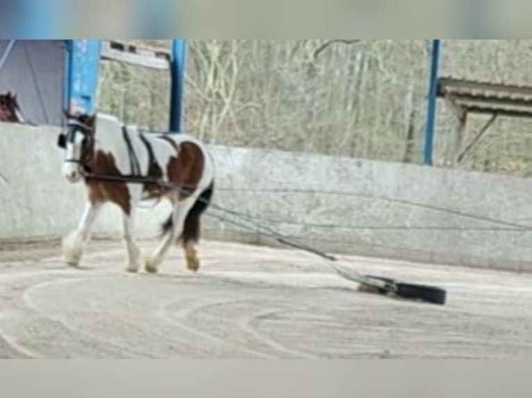 Cob Irlandese / Tinker / Gypsy Vanner Giumenta 6 Anni 154 cm Pezzato in Solms