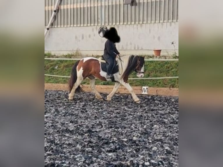 Cob Irlandese / Tinker / Gypsy Vanner Giumenta 6 Anni 154 cm Pezzato in Solms