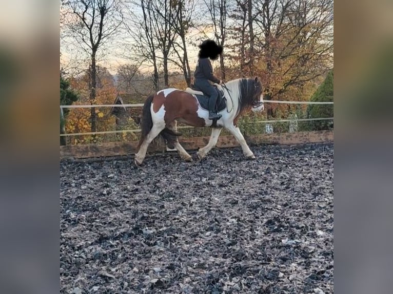 Cob Irlandese / Tinker / Gypsy Vanner Giumenta 6 Anni 154 cm Pezzato in Solms