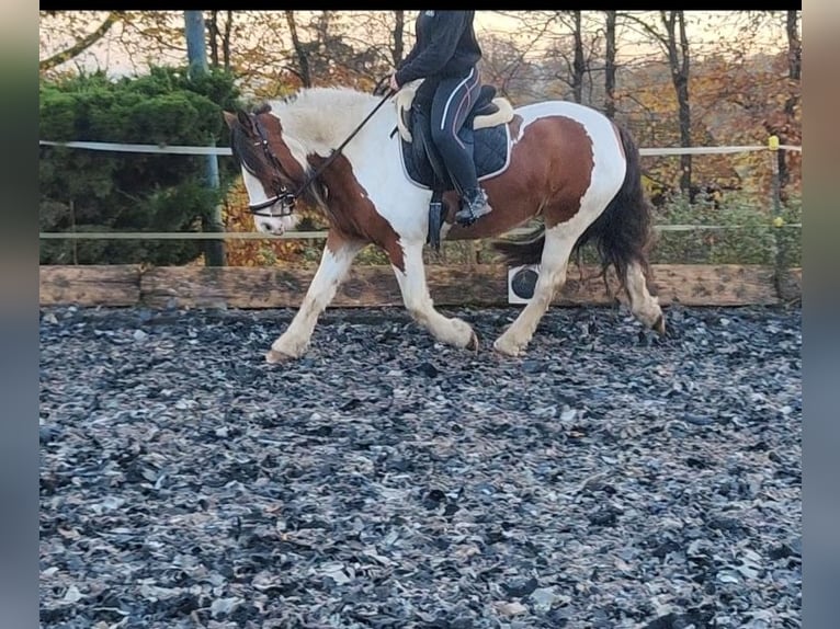 Cob Irlandese / Tinker / Gypsy Vanner Giumenta 6 Anni 154 cm Pezzato in Solms