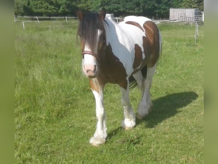 Cob Irlandese / Tinker / Gypsy Vanner Giumenta 6 Anni 154 cm Pezzato in Solms