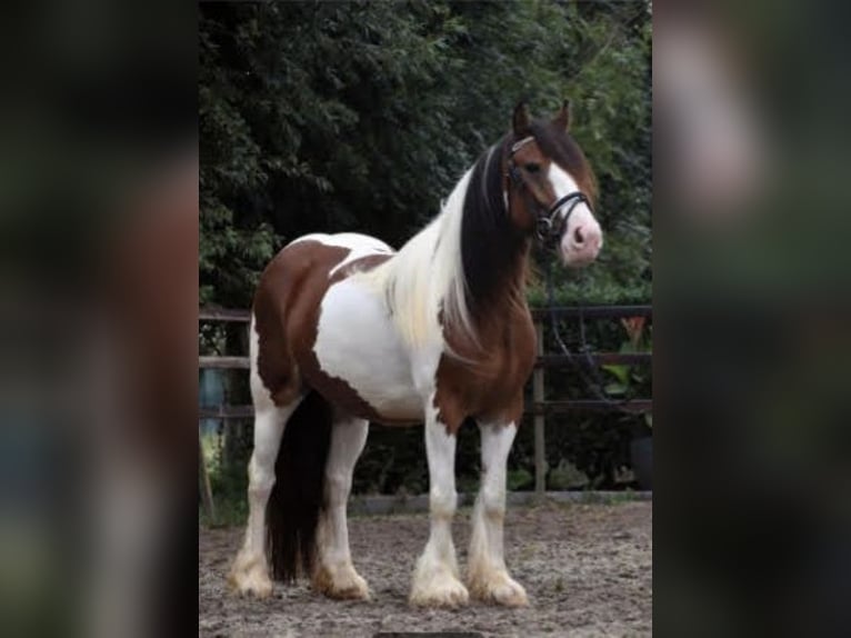 Cob Irlandese / Tinker / Gypsy Vanner Giumenta 6 Anni 154 cm Pezzato in Solms