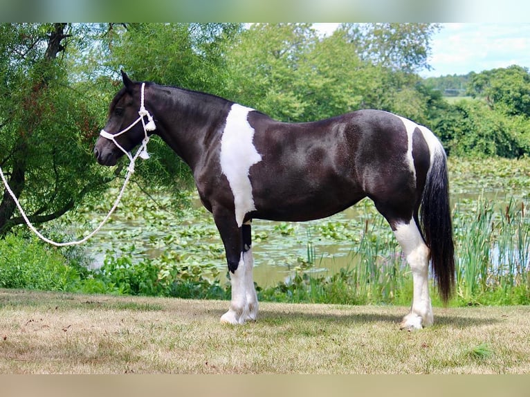 Cob Irlandese / Tinker / Gypsy Vanner Mix Giumenta 6 Anni 155 cm in Wall, NJ