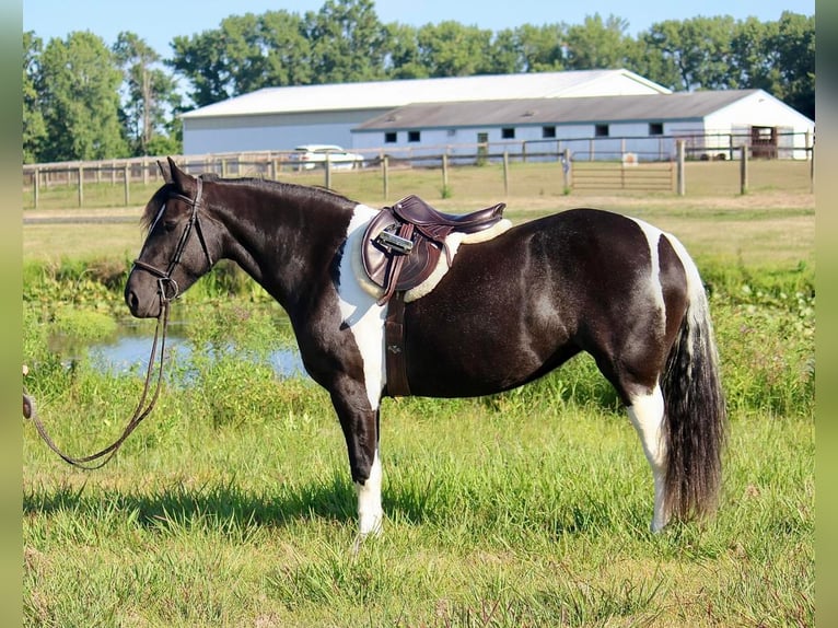 Cob Irlandese / Tinker / Gypsy Vanner Mix Giumenta 6 Anni 155 cm in Wall, NJ