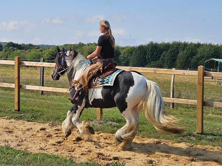 Cob Irlandese / Tinker / Gypsy Vanner Mix Giumenta 6 Anni 155 cm Pezzato in Linkenbach