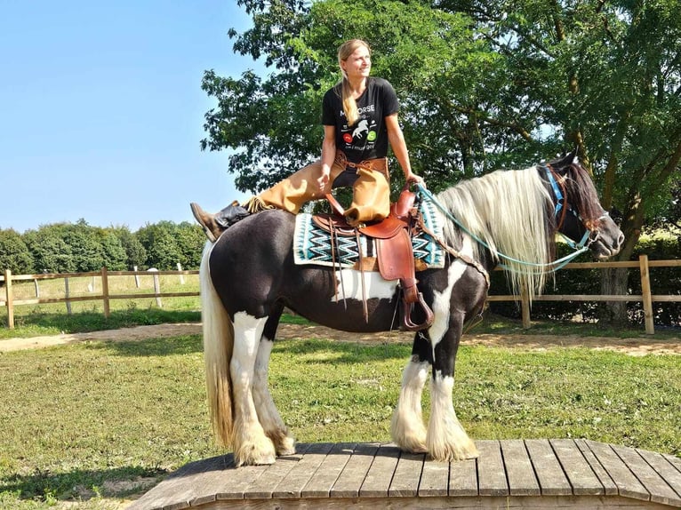 Cob Irlandese / Tinker / Gypsy Vanner Mix Giumenta 6 Anni 155 cm Pezzato in Linkenbach