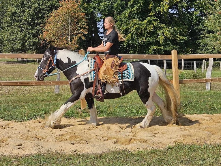 Cob Irlandese / Tinker / Gypsy Vanner Mix Giumenta 6 Anni 155 cm Pezzato in Linkenbach