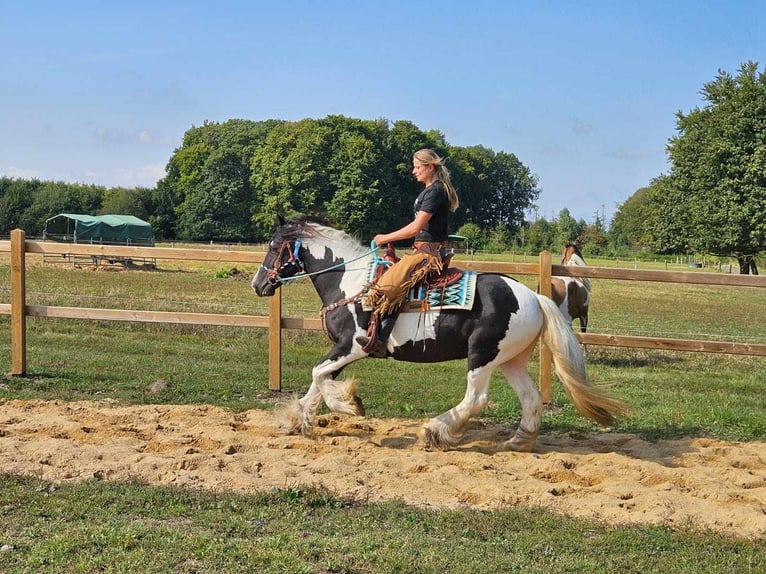 Cob Irlandese / Tinker / Gypsy Vanner Mix Giumenta 6 Anni 155 cm Pezzato in Linkenbach