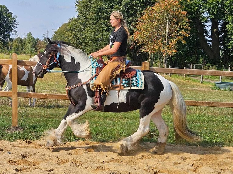 Cob Irlandese / Tinker / Gypsy Vanner Mix Giumenta 6 Anni 155 cm Pezzato in Linkenbach