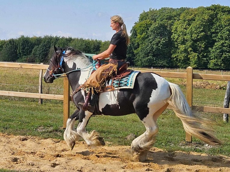 Cob Irlandese / Tinker / Gypsy Vanner Mix Giumenta 6 Anni 155 cm Pezzato in Linkenbach