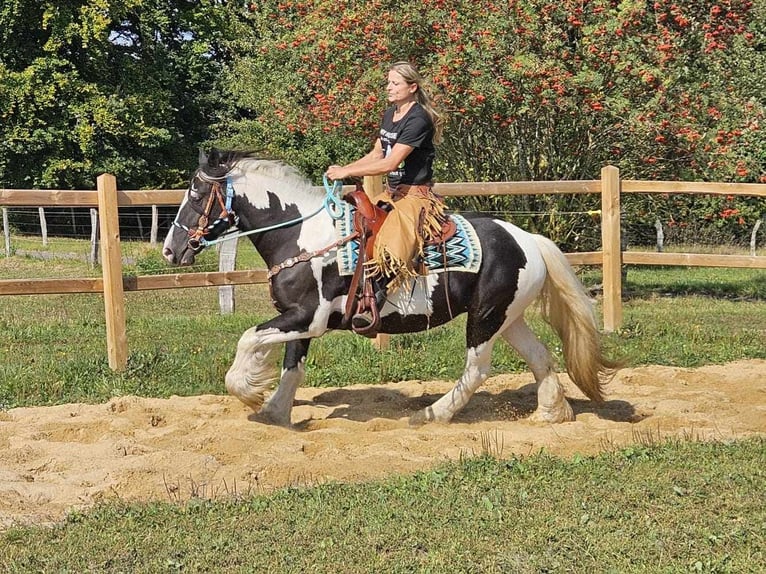 Cob Irlandese / Tinker / Gypsy Vanner Mix Giumenta 6 Anni 155 cm Pezzato in Linkenbach