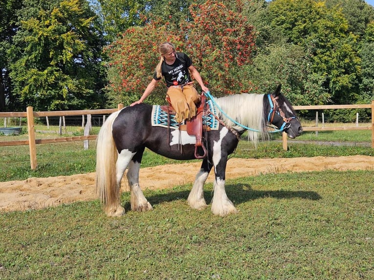 Cob Irlandese / Tinker / Gypsy Vanner Giumenta 6 Anni 155 cm Pezzato in Linkenbach