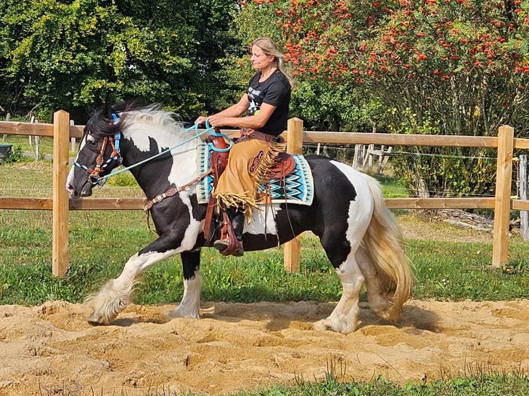 Cob Irlandese / Tinker / Gypsy Vanner Giumenta 6 Anni 155 cm Pezzato in Linkenbach