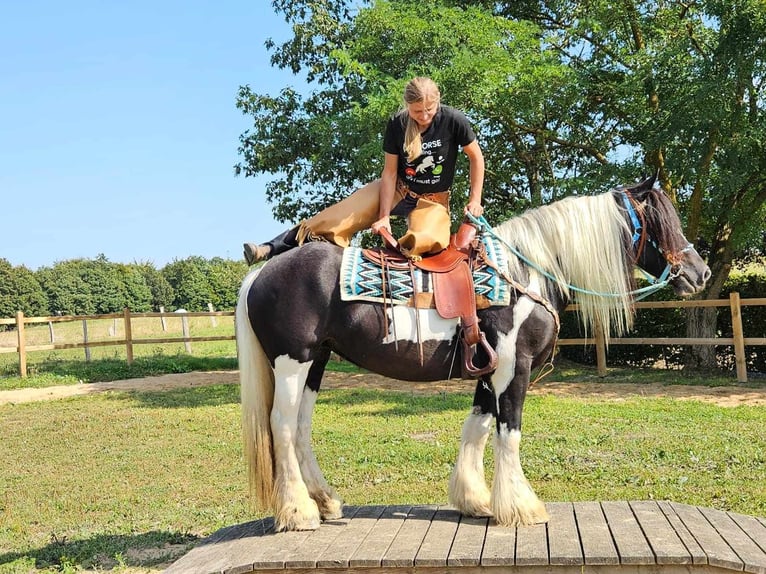 Cob Irlandese / Tinker / Gypsy Vanner Giumenta 6 Anni 155 cm Pezzato in Linkenbach