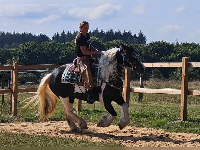 Cob Irlandese / Tinker / Gypsy Vanner Giumenta 6 Anni 155 cm Pezzato in Linkenbach