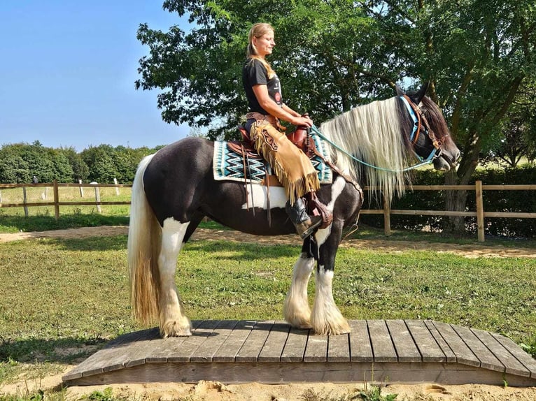 Cob Irlandese / Tinker / Gypsy Vanner Giumenta 6 Anni 155 cm Pezzato in Linkenbach