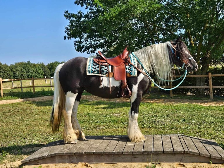 Cob Irlandese / Tinker / Gypsy Vanner Giumenta 6 Anni 155 cm Pezzato in Linkenbach