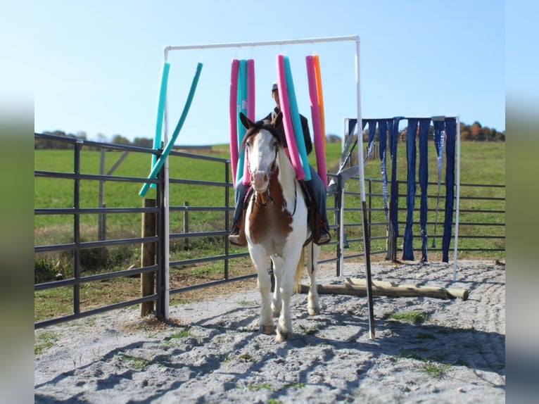 Cob Irlandese / Tinker / Gypsy Vanner Mix Giumenta 6 Anni 157 cm in Millersburg, OH