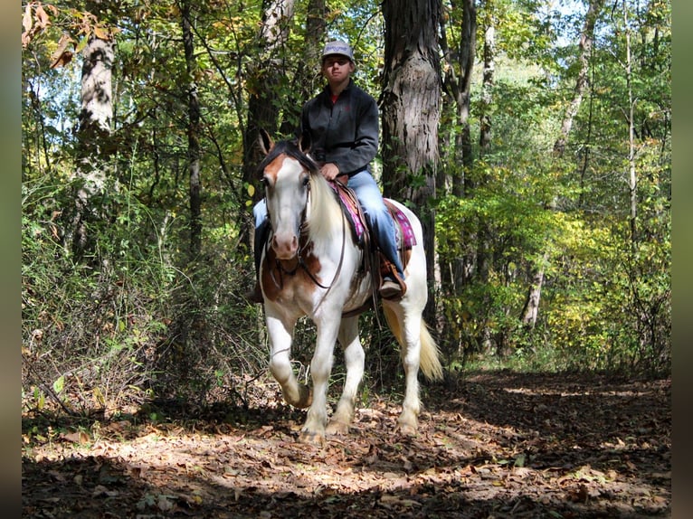 Cob Irlandese / Tinker / Gypsy Vanner Mix Giumenta 6 Anni 157 cm in Millersburg, OH