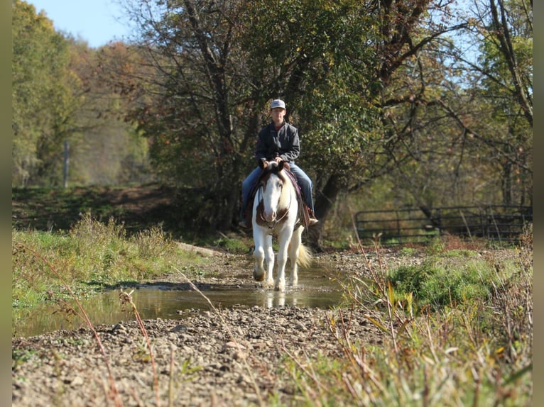 Cob Irlandese / Tinker / Gypsy Vanner Mix Giumenta 6 Anni 157 cm in Millersburg, OH