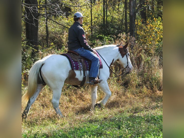 Cob Irlandese / Tinker / Gypsy Vanner Mix Giumenta 6 Anni 157 cm in Millersburg, OH