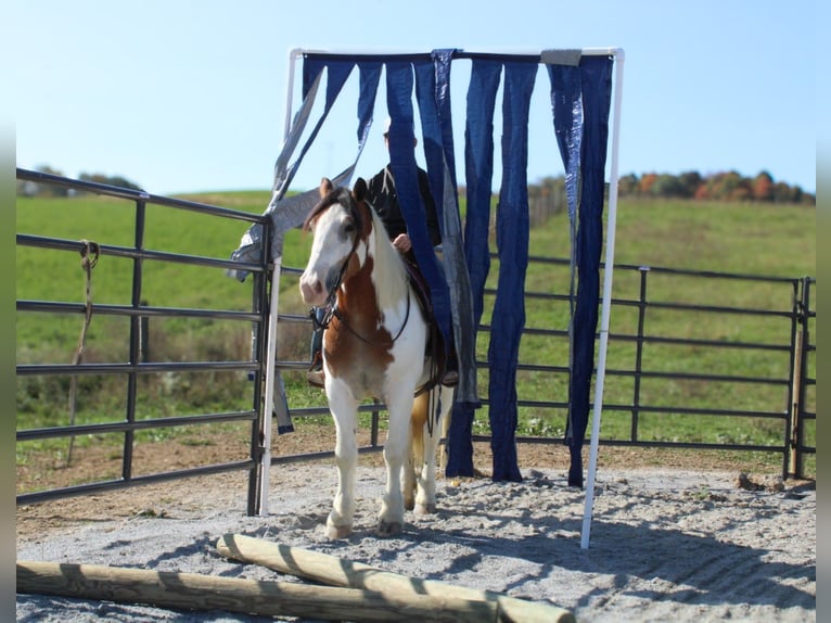 Cob Irlandese / Tinker / Gypsy Vanner Mix Giumenta 6 Anni 157 cm in Millersburg, OH