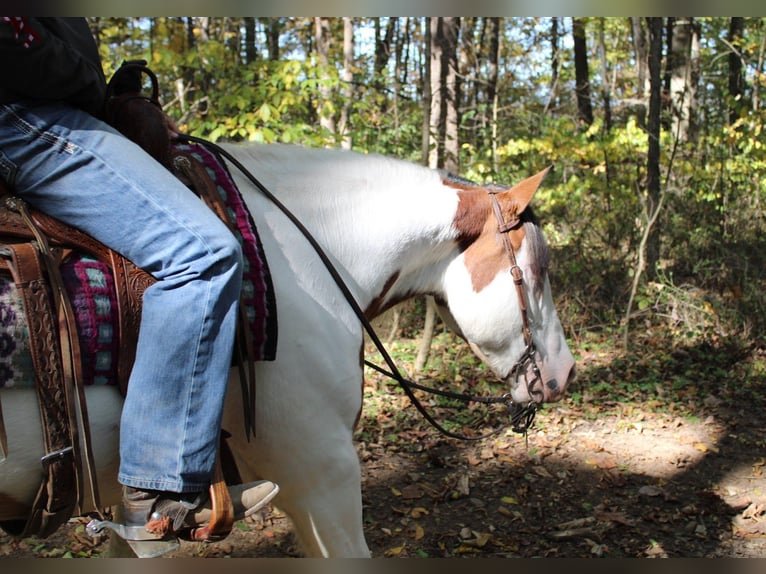 Cob Irlandese / Tinker / Gypsy Vanner Mix Giumenta 6 Anni 157 cm in Millersburg, OH