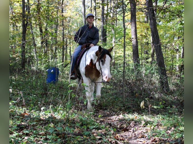 Cob Irlandese / Tinker / Gypsy Vanner Mix Giumenta 6 Anni 157 cm in Millersburg, OH