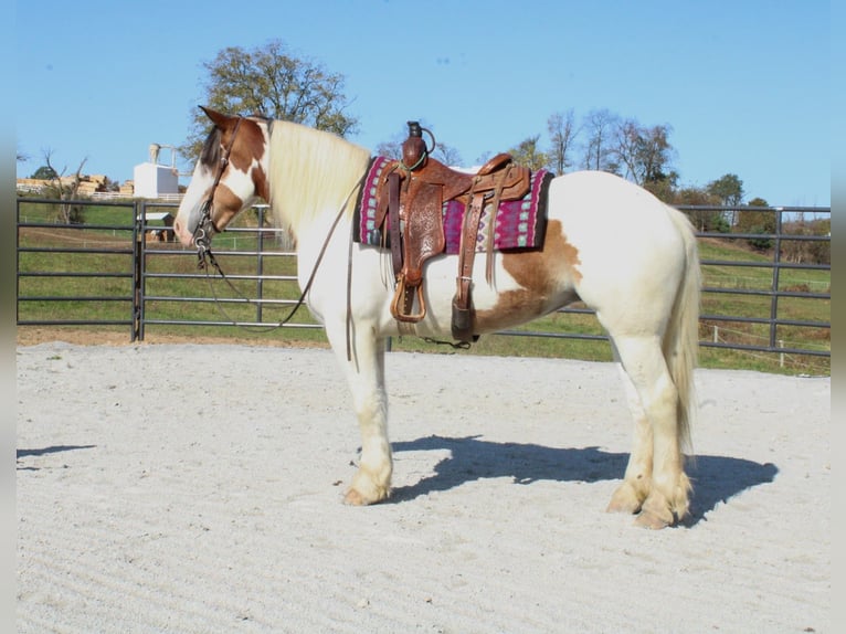 Cob Irlandese / Tinker / Gypsy Vanner Mix Giumenta 6 Anni 157 cm in Millersburg, OH