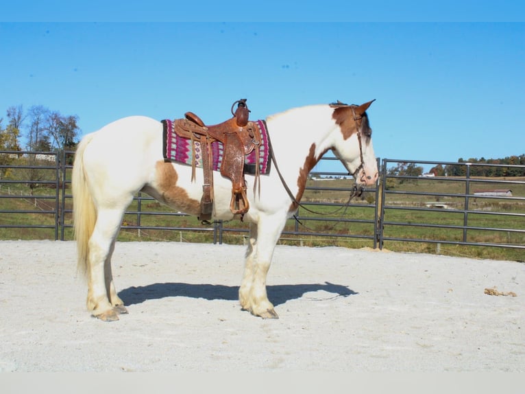 Cob Irlandese / Tinker / Gypsy Vanner Mix Giumenta 6 Anni 157 cm in Millersburg, OH