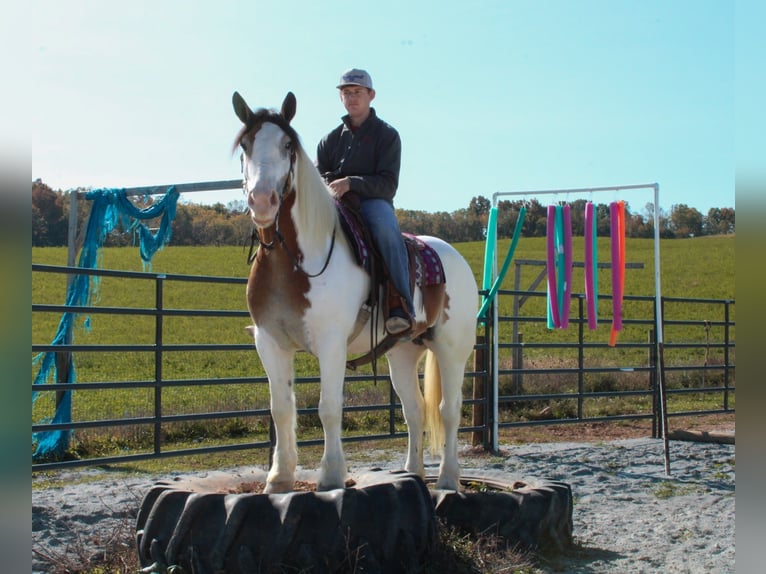 Cob Irlandese / Tinker / Gypsy Vanner Mix Giumenta 6 Anni 157 cm in Millersburg, OH