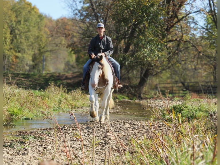 Cob Irlandese / Tinker / Gypsy Vanner Mix Giumenta 6 Anni 157 cm in Millersburg, OH