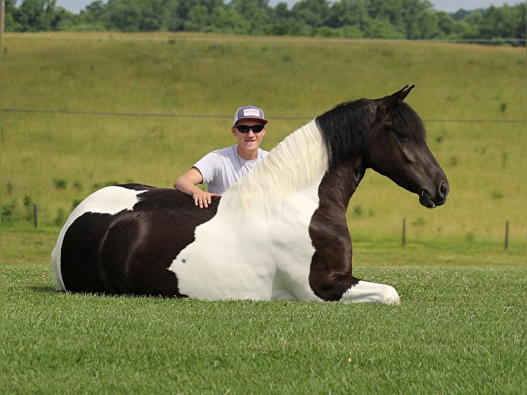 Cob Irlandese / Tinker / Gypsy Vanner Giumenta 6 Anni 163 cm Tobiano-tutti i colori in Whitley City, Ky