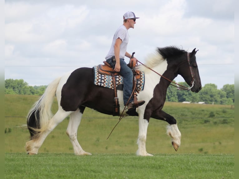 Cob Irlandese / Tinker / Gypsy Vanner Giumenta 6 Anni 163 cm Tobiano-tutti i colori in Whitley City, Ky