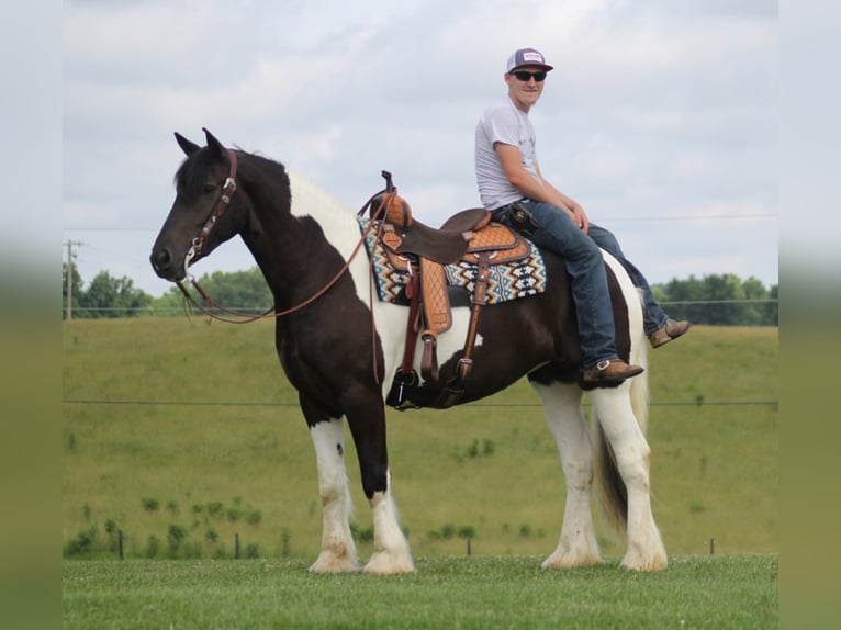 Cob Irlandese / Tinker / Gypsy Vanner Giumenta 6 Anni 163 cm Tobiano-tutti i colori in Whitley City, Ky