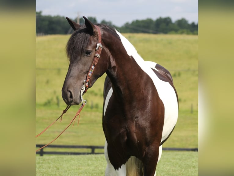 Cob Irlandese / Tinker / Gypsy Vanner Giumenta 6 Anni 163 cm Tobiano-tutti i colori in Whitley City, Ky