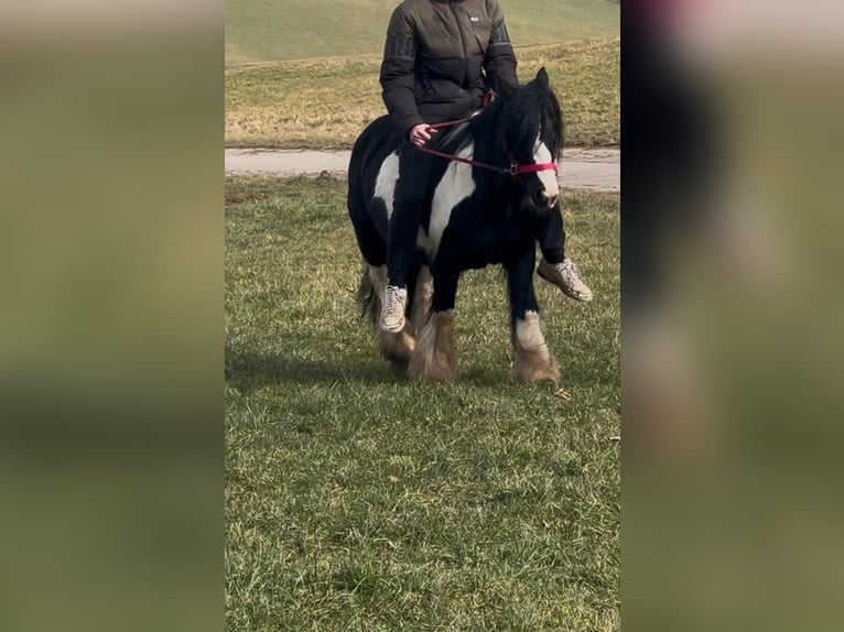 Cob Irlandese / Tinker / Gypsy Vanner Giumenta 7 Anni 120 cm Pezzato in Hillesheim