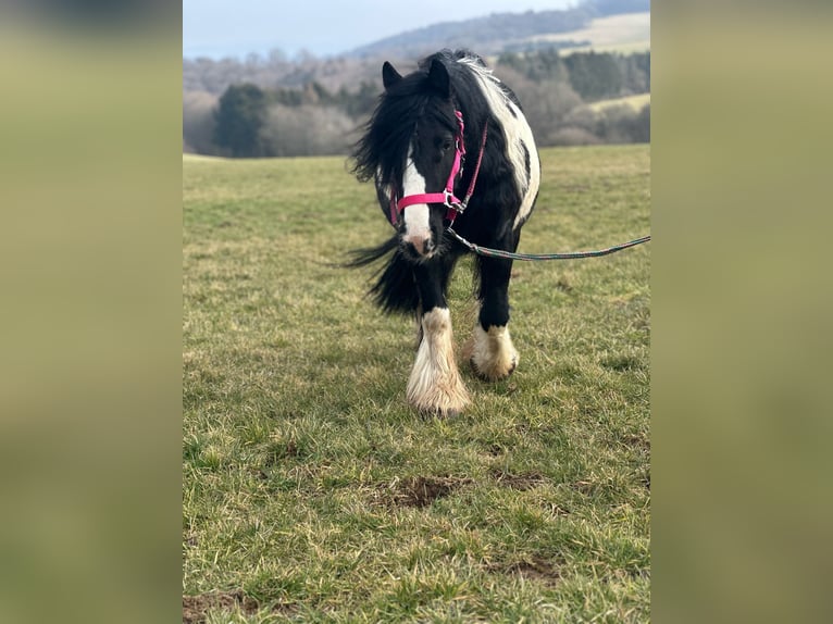 Cob Irlandese / Tinker / Gypsy Vanner Giumenta 7 Anni 120 cm Pezzato in Hillesheim