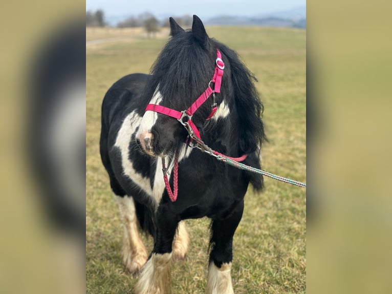 Cob Irlandese / Tinker / Gypsy Vanner Giumenta 7 Anni 120 cm Pezzato in Hillesheim